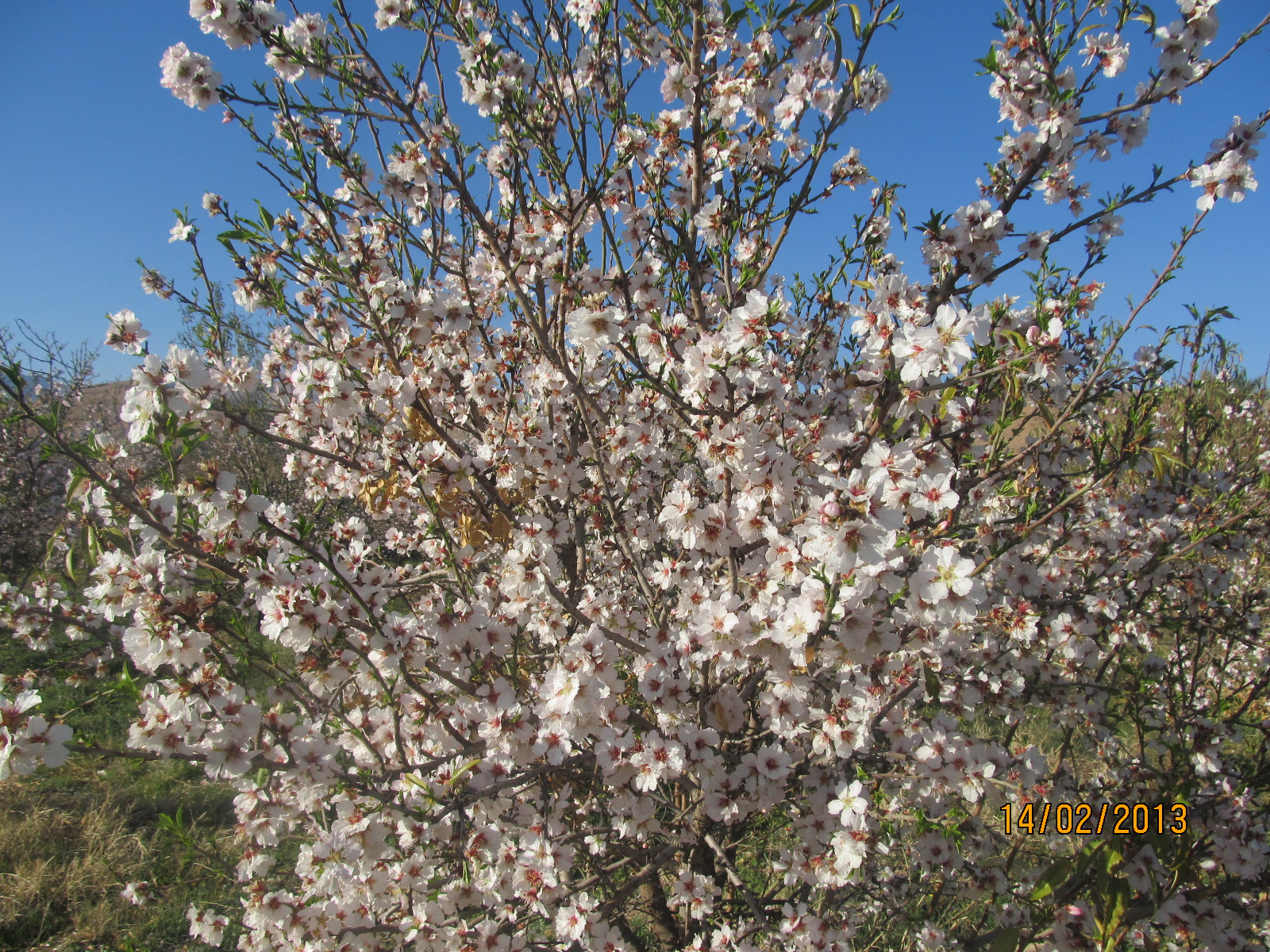 باز شدن شکوفه های بادام خفر